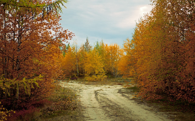 Autumn dirt road yellow leaves free wallpaper for desktop - medium preview image