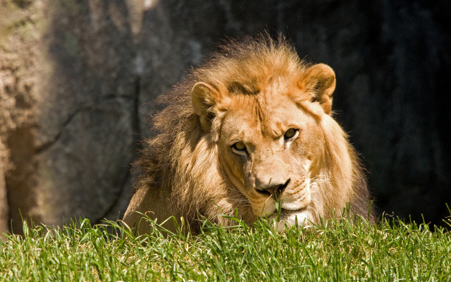Lion grass rock wall nature free wallpaper for desktop - medium preview image