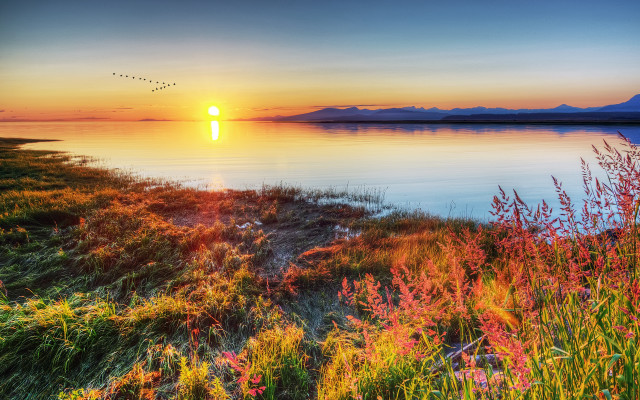 Sunset lake bird flowers autumn free wallpaper for desktop - medium preview image