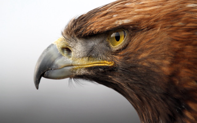 Bird prey closeup white background free wallpaper for desktop - medium preview image