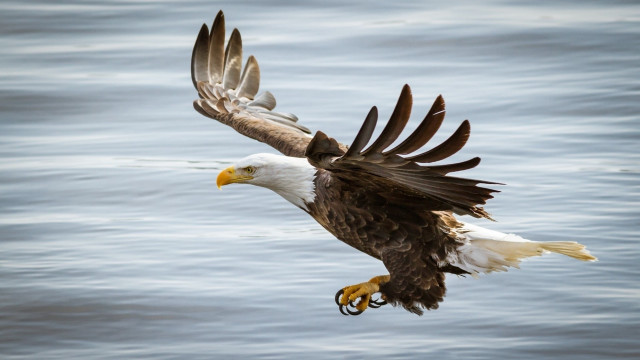 Bald eagle flying over water #3 free wallpaper for desktop - medium preview image