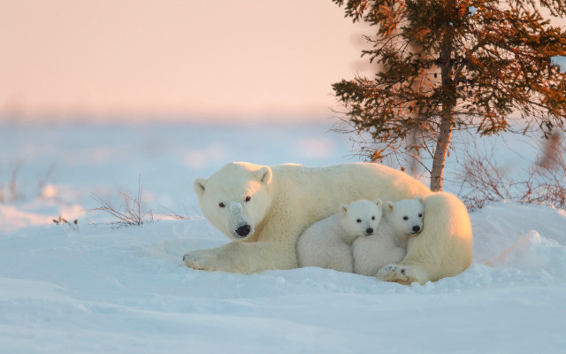 Polar bear cubs snow tree #2 free wallpaper for desktop - medium preview image