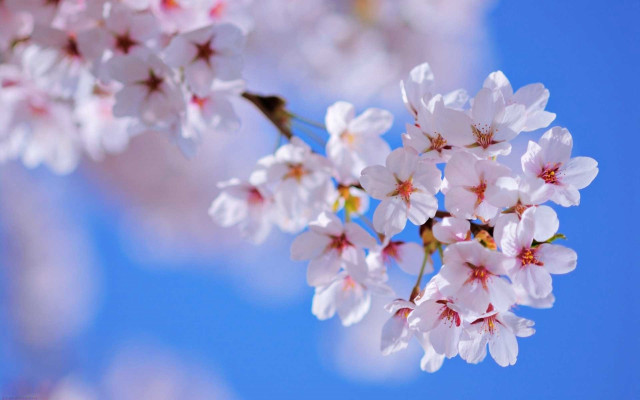 Cherry blossom white flower blue free wallpaper for desktop - medium preview image
