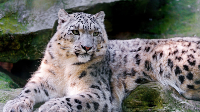 Snow leopard rock zoo moss free wallpaper for desktop - medium preview image