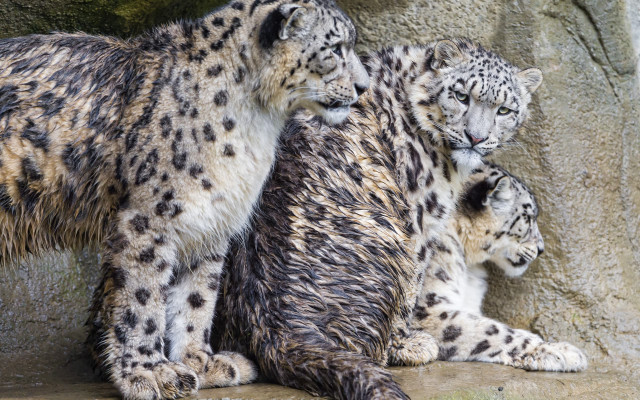 Snow leopards zoo enclosure jigsaw free wallpaper for desktop - medium preview image