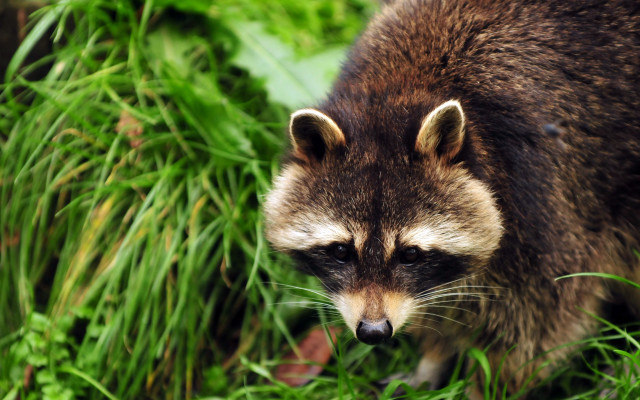 Raccoon grass nature blurry digital free wallpaper for desktop - medium preview image