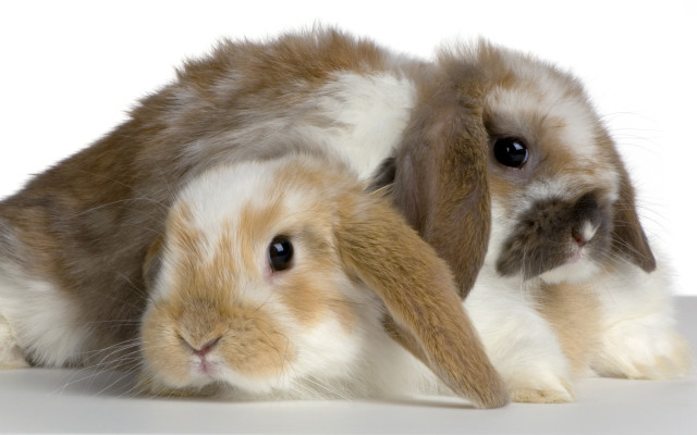 Rabbits brown white furry jigsaw free wallpaper for desktop - medium preview image