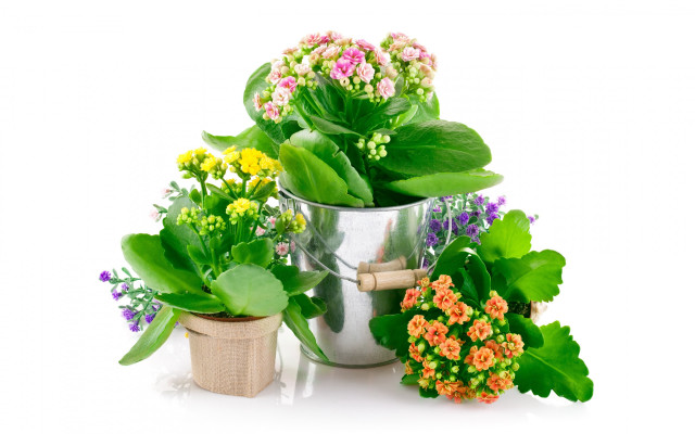Metal bucket flower planter plant free wallpaper for desktop - medium preview image