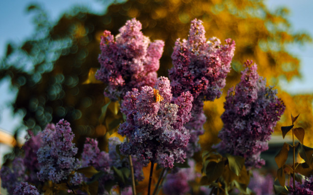 Purple flowers field trees blue free wallpaper for desktop - medium preview image