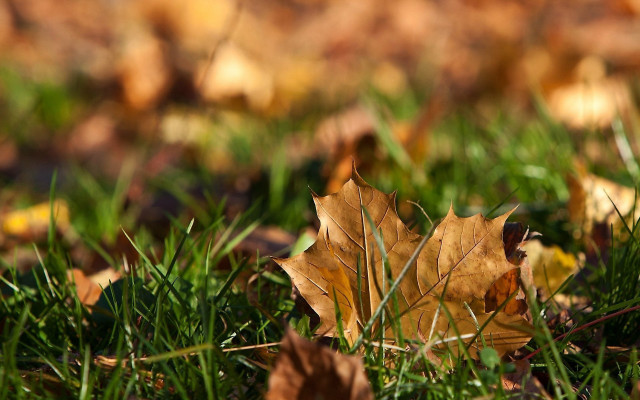 Leaf ground grass autumn ecological free wallpaper for desktop - medium preview image