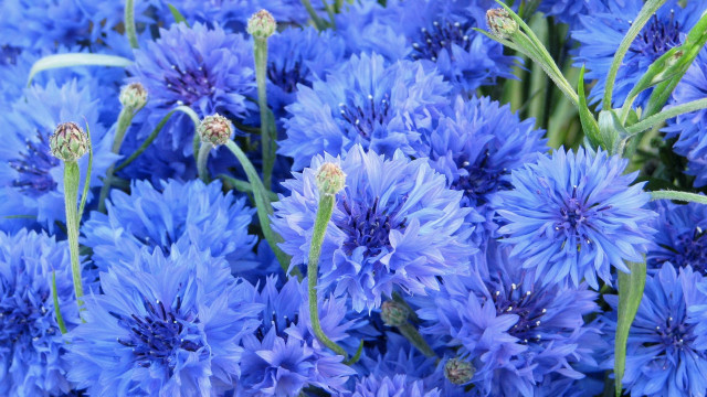 Blue flower field macro nature #2 free wallpaper for desktop - medium preview image