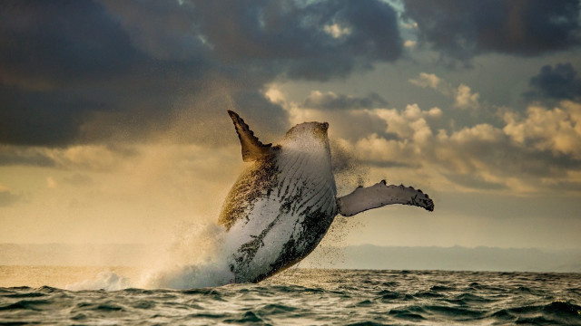 Humpback whale jumping ocean cloudy #2 free wallpaper for desktop - medium preview image