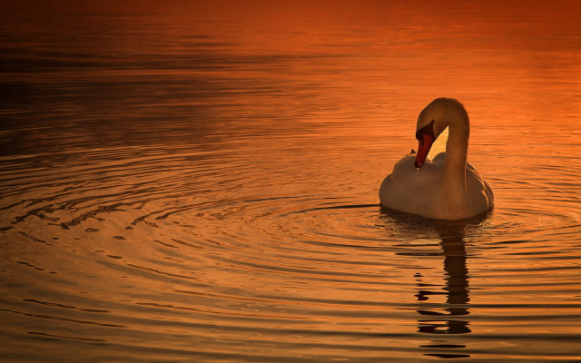 Swan swimming water sunset tranquil free wallpaper for desktop - medium preview image