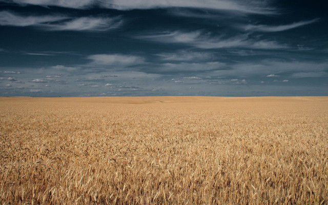 Wheat field cloudy sky horse free wallpaper for desktop - medium preview image