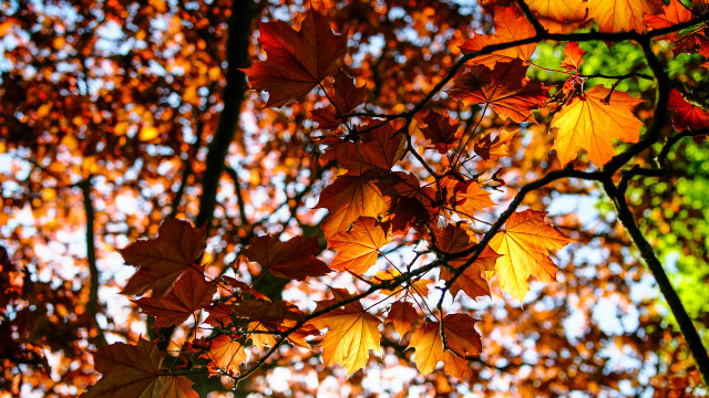 Fall leaves tree autumn orange free wallpaper for desktop - medium preview image