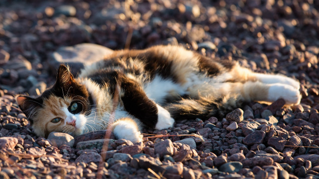 Cat rockyground wideopen blackwhiteface puzzle free wallpaper for desktop - medium preview image