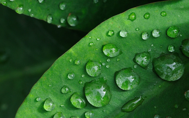 Green leaf water drops macro #40 free wallpaper for desktop - medium preview image