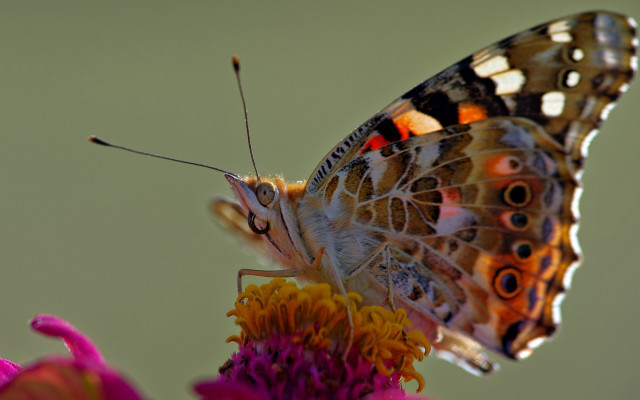 Butterfly flower macro photography blurry free wallpaper for desktop - medium preview image