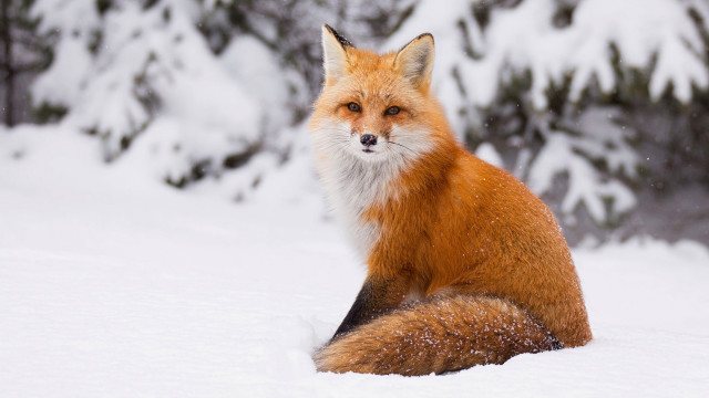 Red fox snow bush photorealistic free wallpaper for desktop - medium preview image