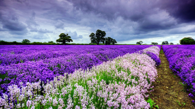Purple flower field cloudy sky free wallpaper for desktop - medium preview image