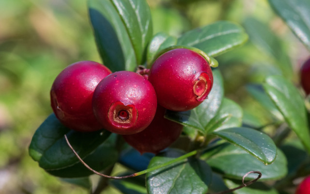Bush berries leaves blurry background free wallpaper for desktop - medium preview image