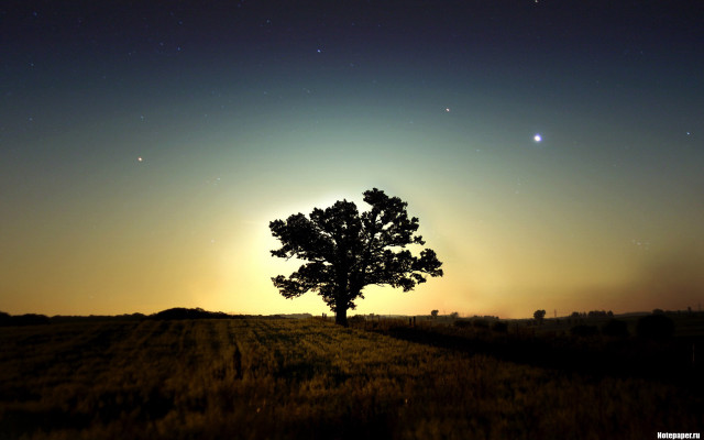 Lone tree field night sunset free wallpaper for desktop - medium preview image