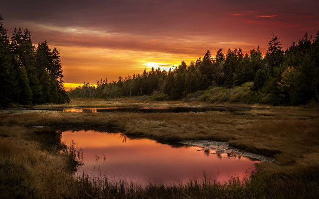 Sunset marsh pond trees background free wallpaper for desktop - medium preview image