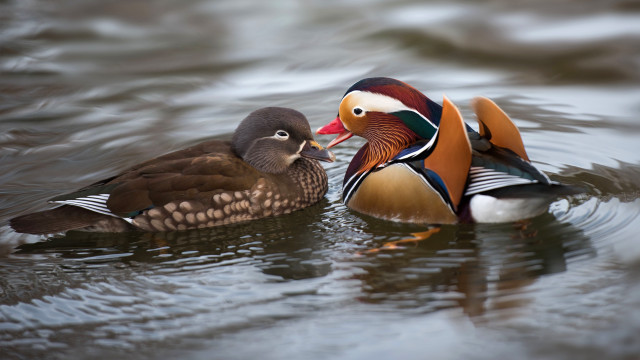 Ducks biting beak cloisonnism ocean free wallpaper for desktop - medium preview image