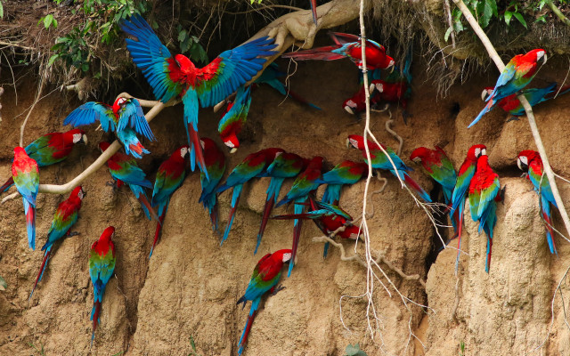Colorful birds cliff tree branch free wallpaper for desktop - medium preview image