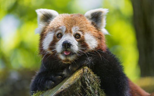 Red panda tongue tree branch #2 free wallpaper for desktop - medium preview image