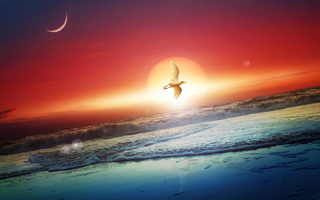 Bird beach sunset moon dreamlike #2 free wallpaper for desktop - medium preview image