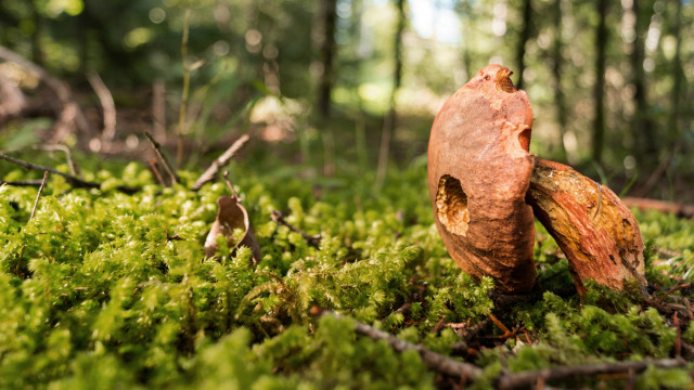 Mossy forest mushroom bokeh bird free wallpaper for desktop - medium preview image