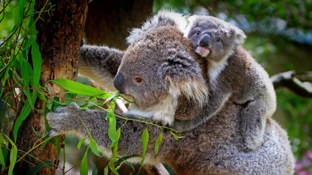 Koala bear branch shoulder australian free wallpaper for desktop - medium preview image
