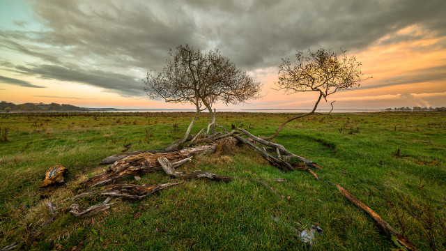 Tree grass field sky clouds free wallpaper for desktop - medium preview image