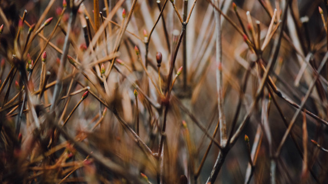 Bird perched branch grass twigs free wallpaper for desktop - medium preview image