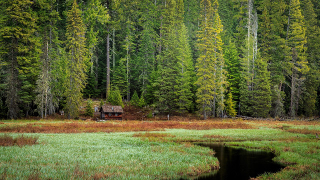 Cabin forest pond ecological art free wallpaper for desktop - medium preview image