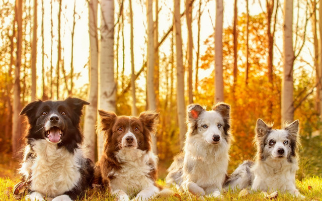 Dogs in grass autumn leaves free wallpaper for desktop - medium preview image