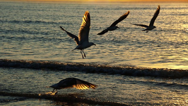 Birds ocean sunset flying beach free wallpaper for desktop - medium preview image