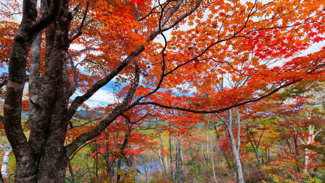 Autumn forest leaves red vivid free wallpaper for desktop - medium preview image