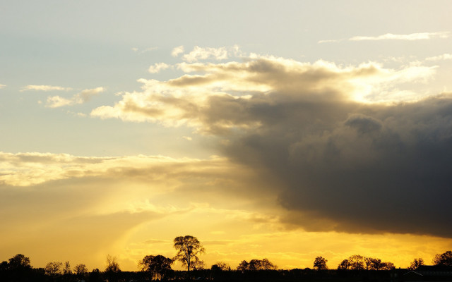 Sunset plane trees crepuscular rays free wallpaper for desktop - medium preview image