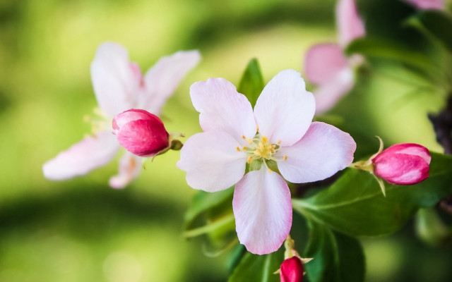 Pink flower bokeh daisy lily free wallpaper for desktop - medium preview image