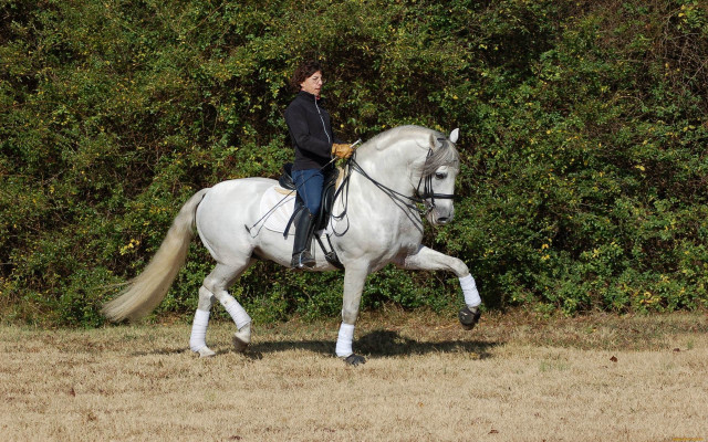 Woman horse field forest bushes free wallpaper for desktop - medium preview image