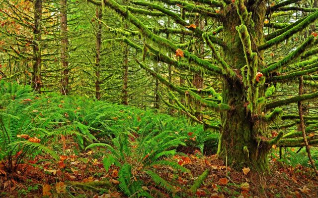 Lush green forest moss ferns free wallpaper for desktop - medium preview image