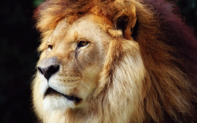 Lion closeup single eye old free wallpaper for desktop - medium preview image