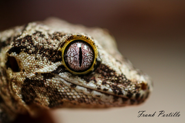 Lizard eye macro animal photography free wallpaper for desktop - medium preview image