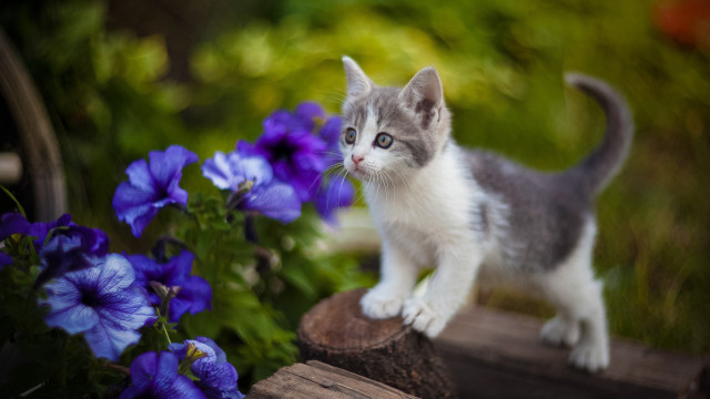 Kitten wood flower bike blurry #2 free wallpaper for desktop - medium preview image