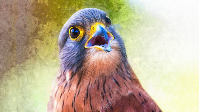 Bird colorful beak yellow eyes free wallpaper for desktop - medium preview image