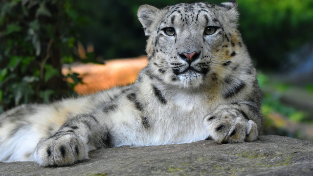 Snow leopard zoo ensemble blurry free wallpaper for desktop - medium preview image