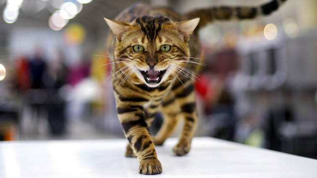 Cat bengal anger tiltshift bokeh free wallpaper for desktop - medium preview image