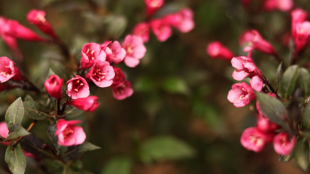 Pink flowers branch bokeh macro free wallpaper for desktop - medium preview image